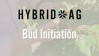 Bud Initiation 2021