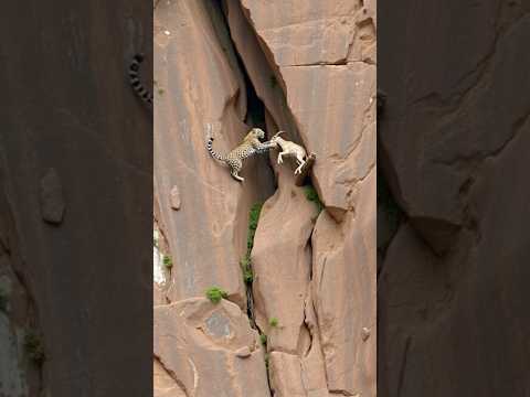 Goats life🐐🙏🐆  #shortsvideo #viralvideo #leopardAdventure  #goatclimbing #mountains