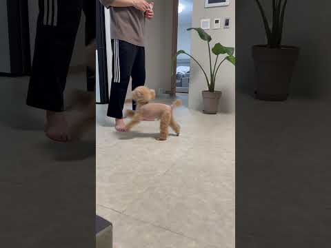 새로운 개인기! 사이!