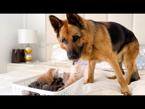 German Shepherd Reacts to Tiny Kittens [Cutest Dog Ever]