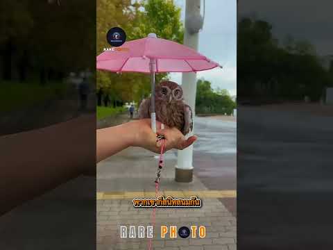 เรื่องราวอบอุ่นหัวใจของชายคนหนึ่งที่ได้พบนกฮูกตัวหนึ่งนั่งอยู่ริมหน้าต่าง! 🏡👴❤️