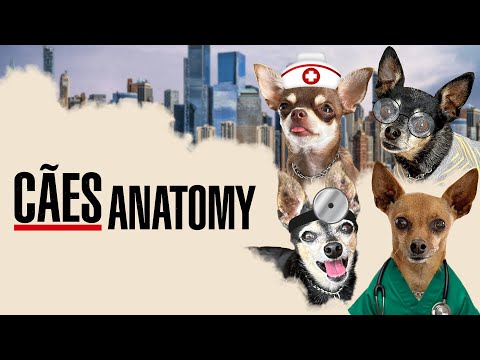 CÃES ANATOMY - UMA SÉRIE HOSPITALAR CANINA COM A CIRURGIÃ POLENTA!