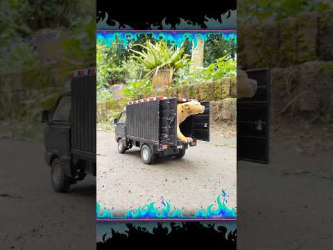 Ada Macan Ditruk Box