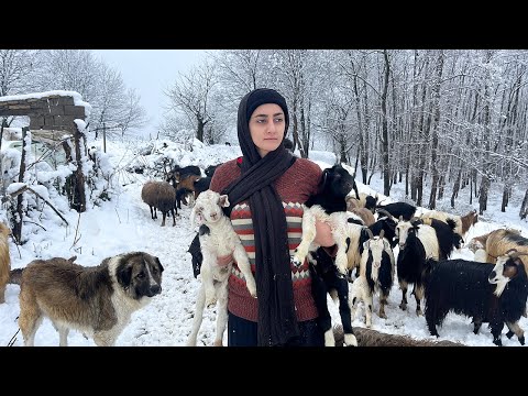 Nomadic Life in Snow | Discover snowy village life in Iran’s Alborz mountains