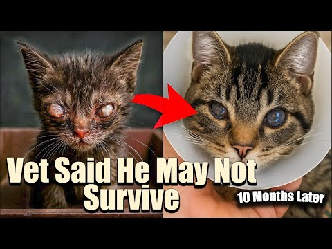 Blind Kitten Rescue & Transformation – From Sick and Dying to Neutered and Loved