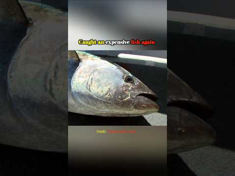 Caught an expensive fish again #shorts