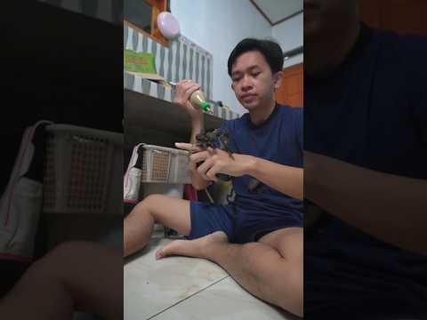 cara membuat pakan untuk burung emprit #emprit #birds