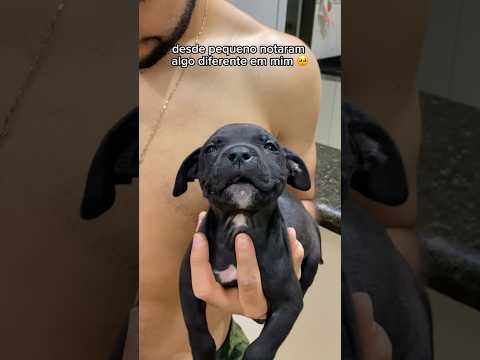 E não tem cura 😕 seu pet também tem esse diagnóstico? 😂 #pitbull #cachorro #cachorros #filhote