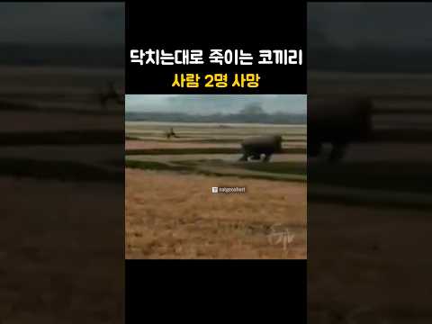닥치는대로 죽이는 코끼리