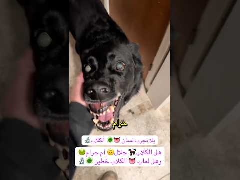 تربيت الكلاب حلال أم ولعاب👅الكلب مضر🐕🦺 #شورت #اكسبلور #ترند #fun #freefire #fyp #foryou #food