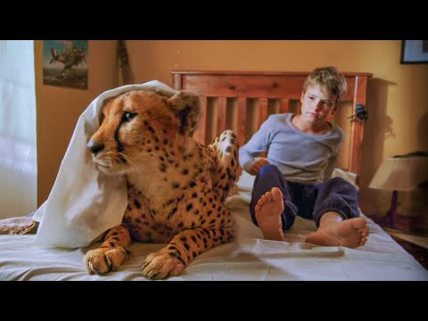 Boy Raises a Pet Tiger Until It Grows Up and Becomes His Second Soul