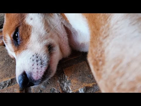 His face so sad but the true is so happy with adorable puppies