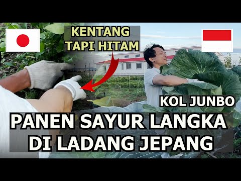 PETANI JEPANG BAIK SAMA ORANG INDONESIA!
