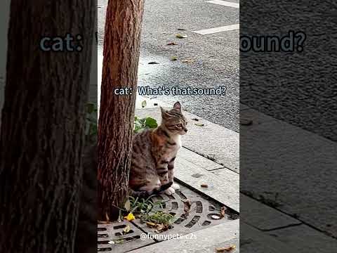 Try to scare the cat #cats #cat #funnycats #fyp #foryou #pet #pets #catslover #us