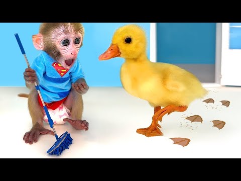 Monkey Baby Shark | Nursery Rhymes & Kids Songs |Bobby Kids Songs #monkey #monkeybaby #animalshome