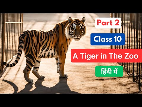 A Tiger in the Zoo class 10 in Hindi | A Tiger in the Zoo class 10 explanation | Part 2