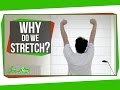 Effects of Stretching and Pandiculation