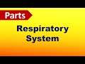 Respiratory System Functions and Structures