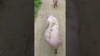 🤣MOMENTOS 😂 DIVERTIDOS de ANIMALES🐾🐷😎