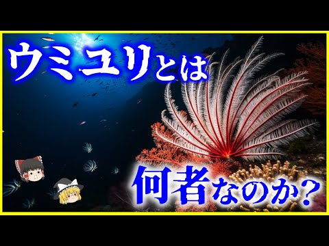 【ゆっくり解説】ウニの仲間⁉️生きた化石…「ウミユリ」とは何者なのか？を解説/未だ謎が多いウミユリの生態