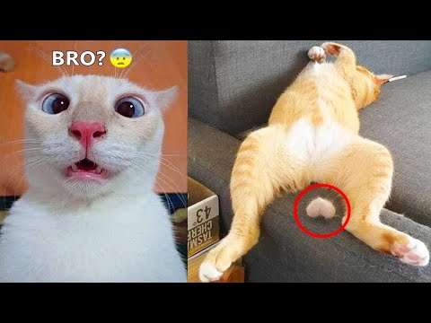 Funniest Dogs And Cats - Best Of The 2022 Funny Animal Videos #10