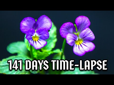 Growing Viola Flowers From Seed (141 Days Time Lapse)