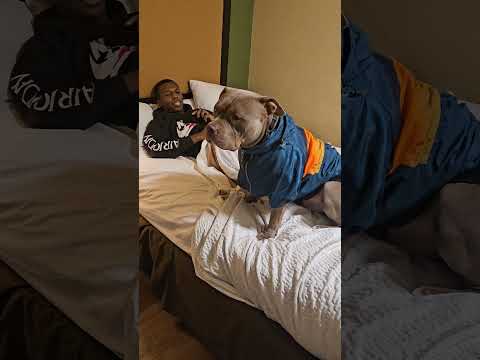 Nova Asking To Get In Bed With His Brother #bullybreed #americanbullybreed #adorabledog
