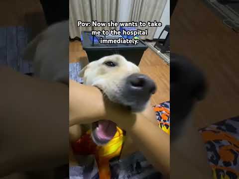 Ow no! #shortvideo #shorts #shortsviral #trending #viralvideo #viralshorts #memes #yputubeshorts