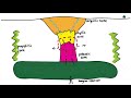 Porphyry Copper Deposits Concepts