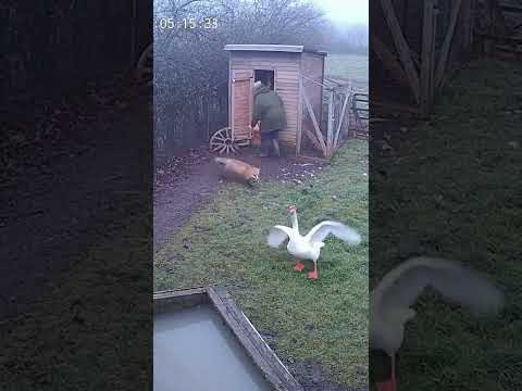 🦢🦊 ¡PLUMAS AL PODER! Un ganso defiende a su dueña de un zorro hambriento #ganso #zorro #susto