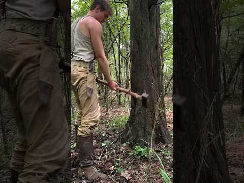 8 lb spilitting maul vs Tree! ?? #maul #splittingmaul #cabin #logger #logcabin #axe #loghouse