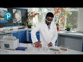 Aerobic Respiration Experiment Questions