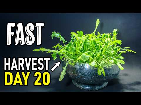 I Grew Spicy Mix Salad & Harvested Twice in 27 Days Time-Lapse