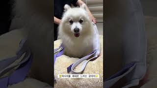 마사지 제대로 느끼는 강아지