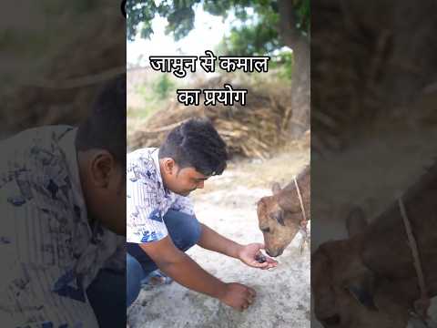Experiment With Jamun