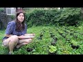 Plant Growth and Ecosystem Dynamics