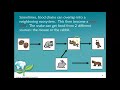 Food Chain Dynamics and Roles