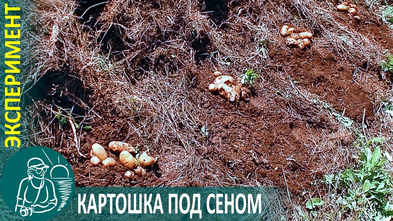 Посадка картофеля под сеном эксперимент гордеевых