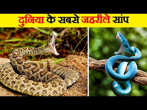 3 सबसे जहरीले सांप | 3 Most Venomous Snakes | #shorts