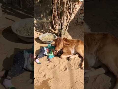 पंछी सुर में गाते हैं ????#shorts #youtubeshorts #cowvideos #cow #gau
