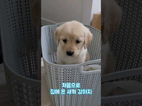 처음으로 집에 온 새끼 리트리버  #shorts
