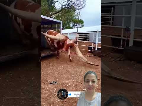 Unique Beauty: Cow With Exceptional Long Horns#cow#cowcomfort#cattle#cowslips#shorts #trending #yt