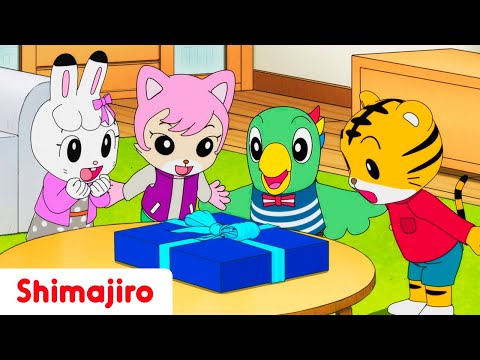 🎂🎁 Happy Birthday, Shimajiro!🎉 Family Surprises, Paper Gifts & Sibling Fun🐯💐 Videos for Kids🌟