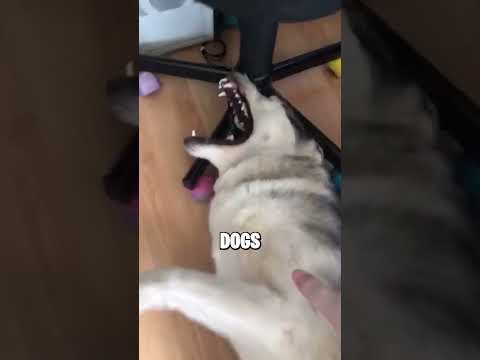 Run AWAY From SCARY Dog ?