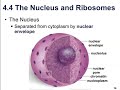 Cell Structure and Function Concepts
