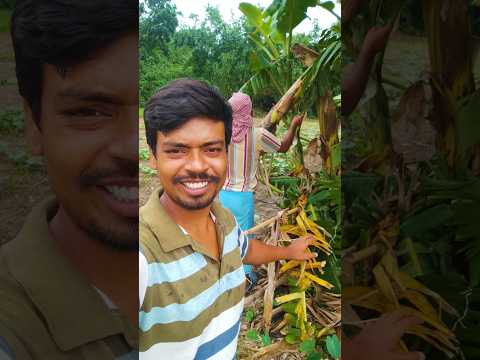গাছের টাটকা থোড় খাওয়ার মজাই আলাদা #shorts
