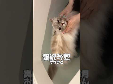 【トリプルコートのサイベリアン】シャワーだけでシャンプーしてみた結果#cat #サイベリアン #ネヴァマスカレード #猫 #shorts