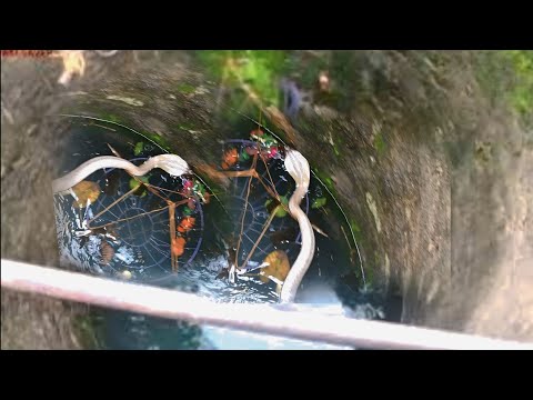 कुआं के अंदर से निकाला दूधिया खारिश सांप 😱😱