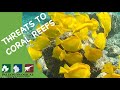 Coral Reefs and Environmental Impact