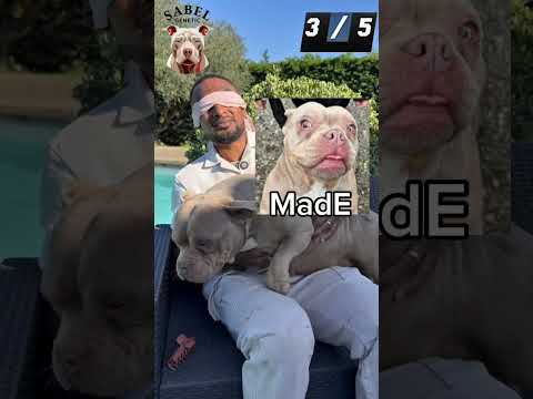 Devine quel chien c’est ?